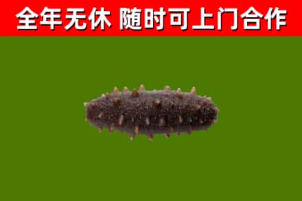 天门回收海参干